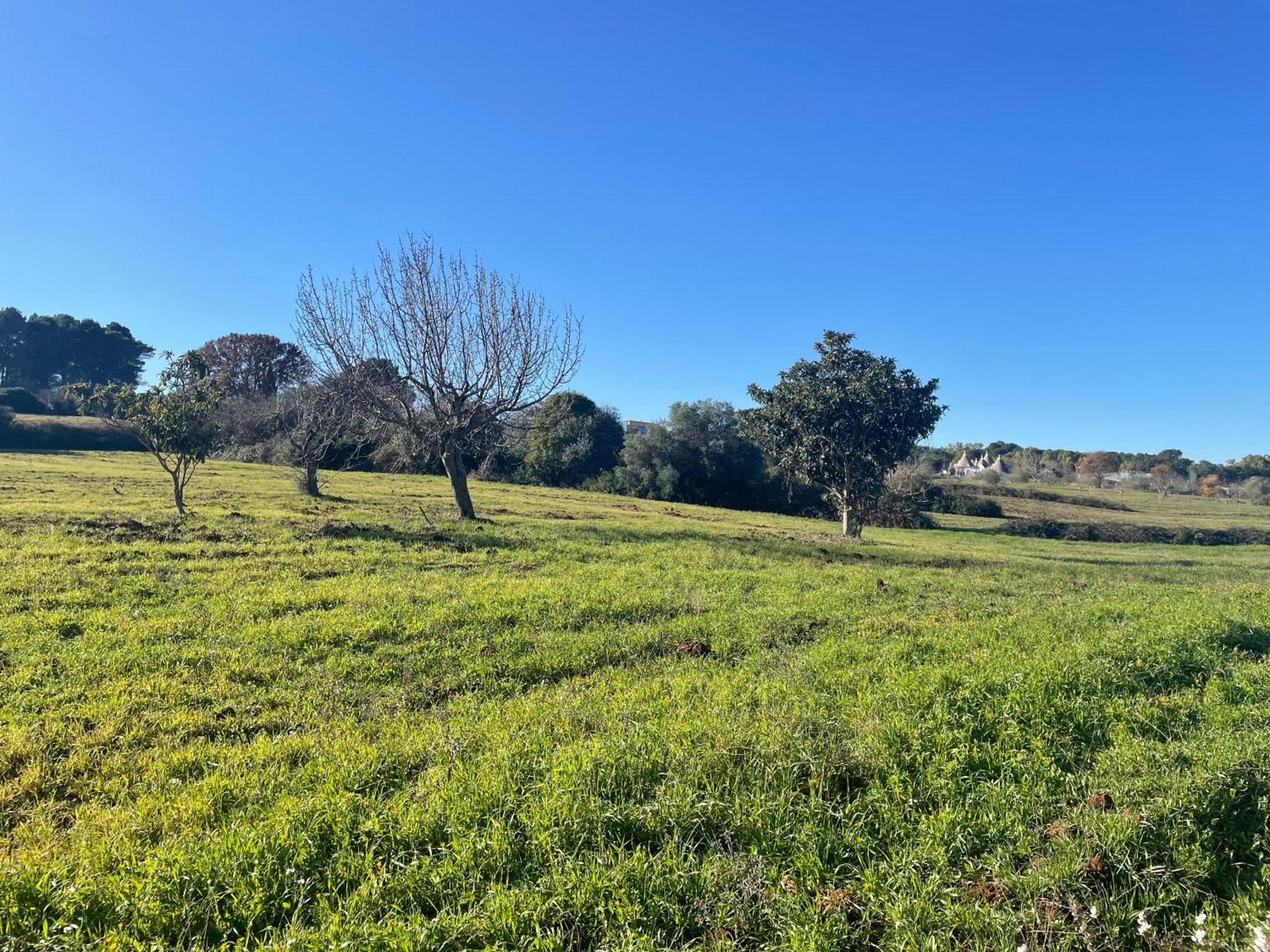 הוילה מרטינה פרנקה Trulli Del Sole מראה חיצוני תמונה