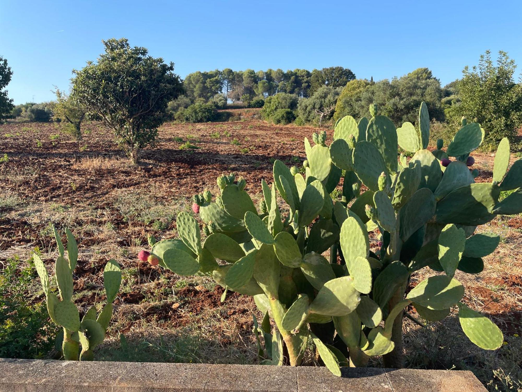 הוילה מרטינה פרנקה Trulli Del Sole מראה חיצוני תמונה