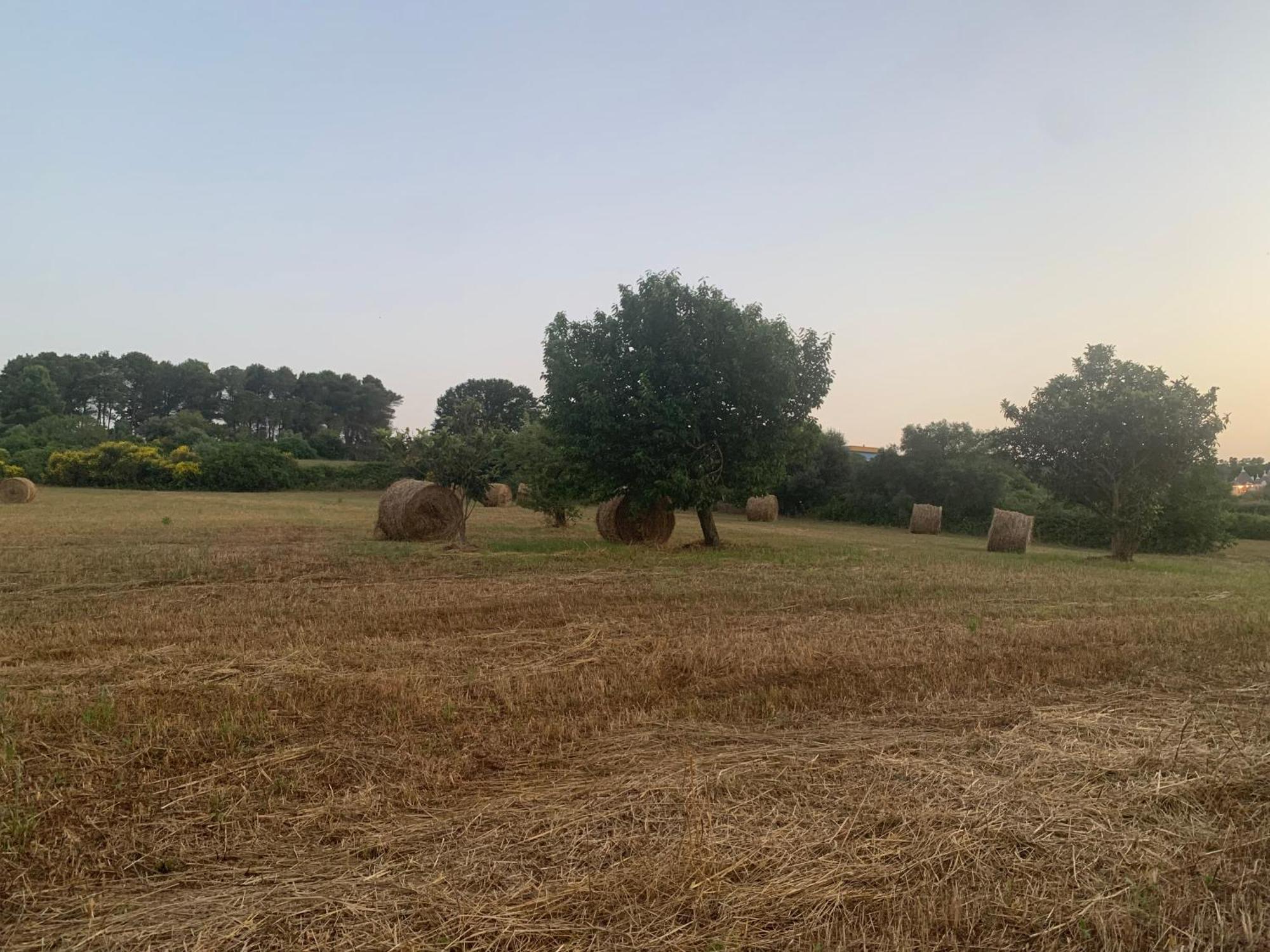 הוילה מרטינה פרנקה Trulli Del Sole מראה חיצוני תמונה
