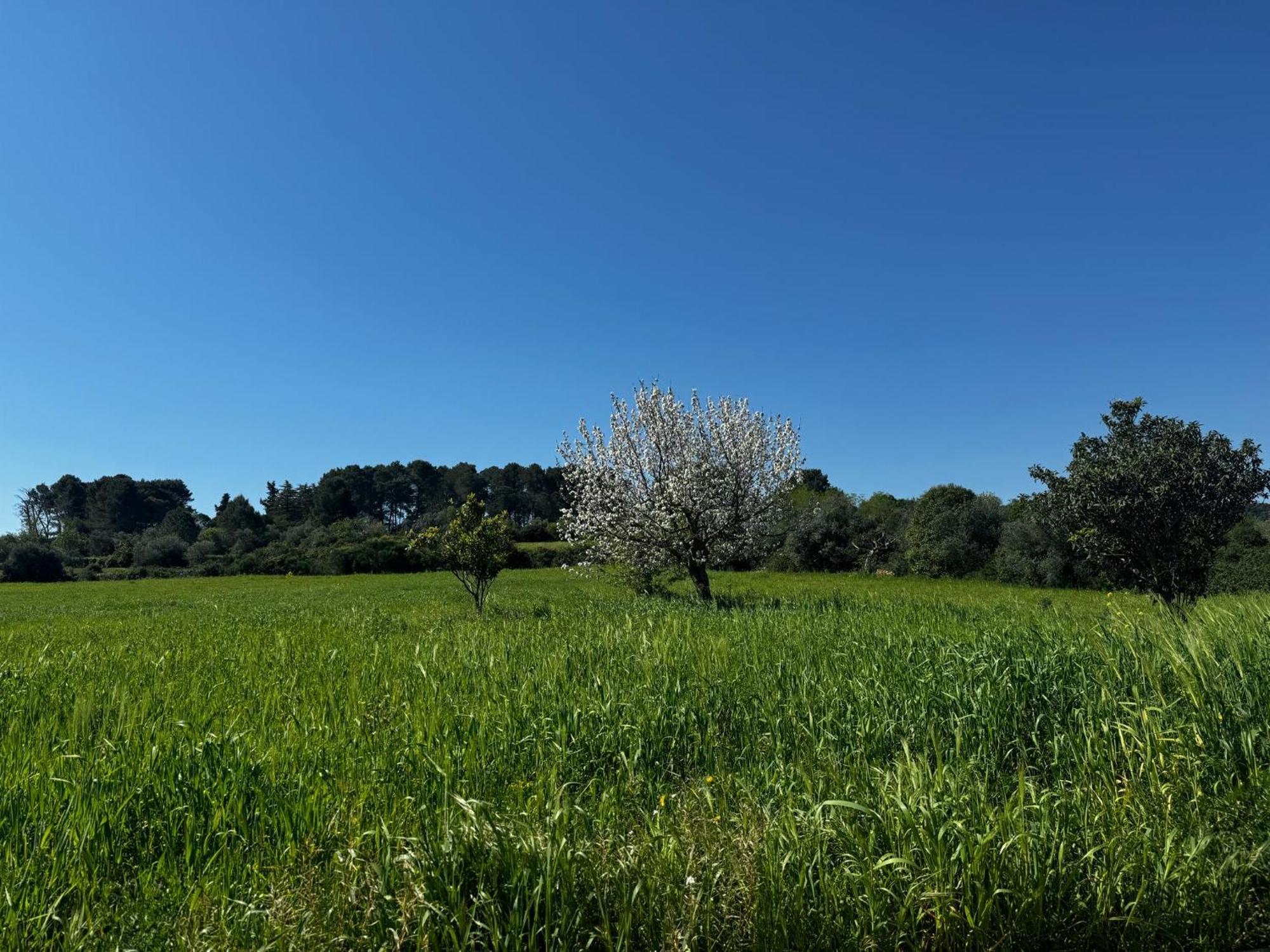הוילה מרטינה פרנקה Trulli Del Sole מראה חיצוני תמונה