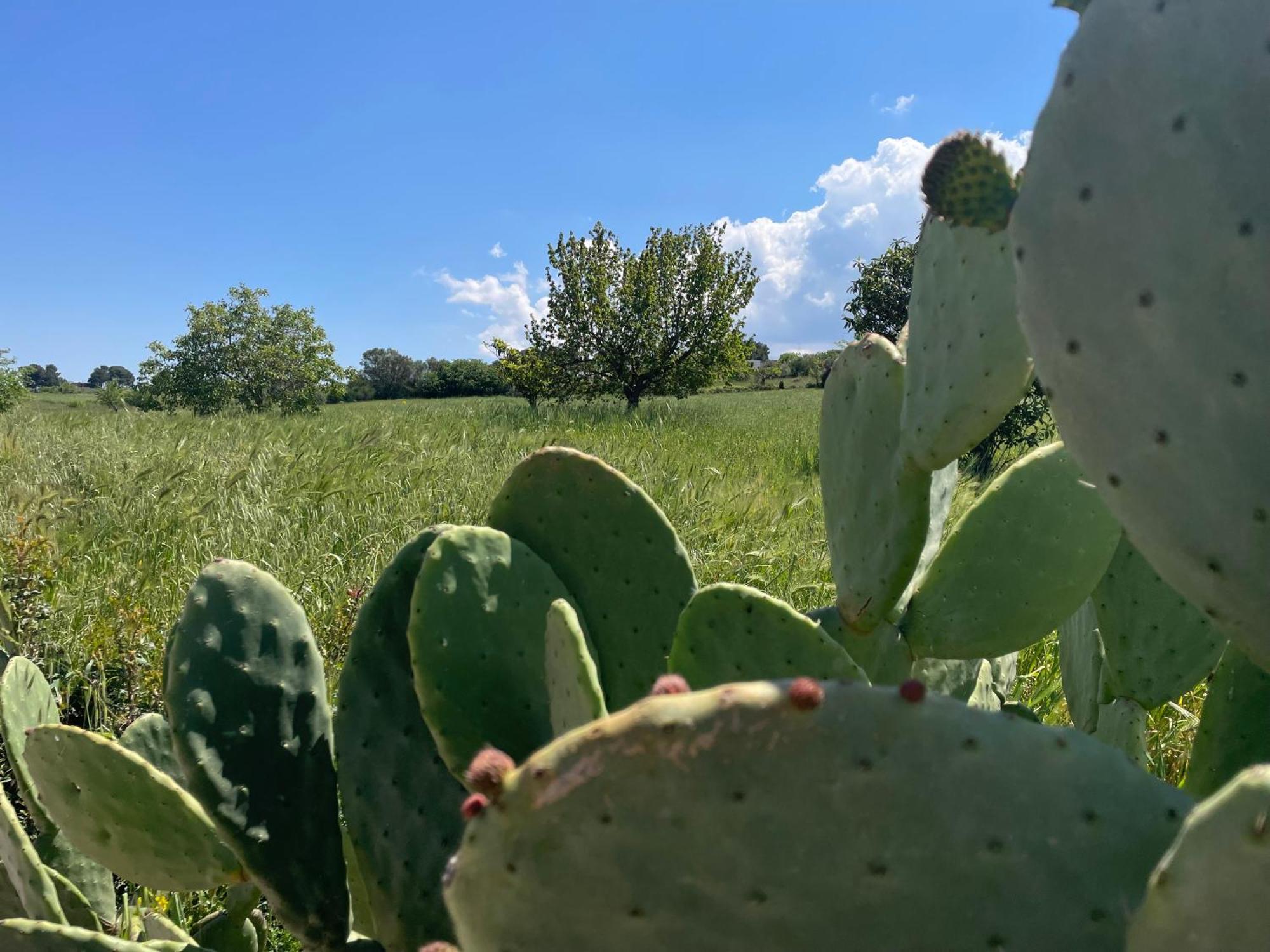 הוילה מרטינה פרנקה Trulli Del Sole מראה חיצוני תמונה